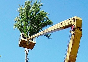 Благоустройство лесо-парковых зон, спил деревьев Благоустройство лесо-парковых зон, спил деревьев
